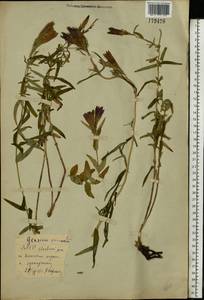 Gentiana pneumonanthe L., Eastern Europe, Belarus (E3a) (Belarus)