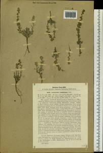 Artemisia caespitosa Ledeb., Siberia, Altai & Sayany Mountains (S2) (Russia)