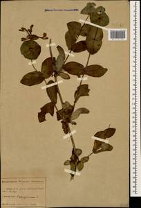 Lonicera caprifolium L., Caucasus, Abkhazia (K4a) (Abkhazia)
