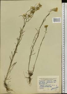 Erysimum diffusum Ehrh., Eastern Europe, Central forest-and-steppe region (E6) (Russia)