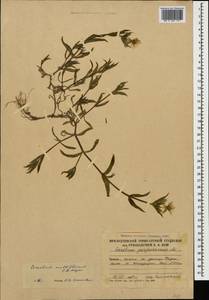 Cerastium multiflorum C. A. Mey., Caucasus, South Ossetia (K4b) (South Ossetia)