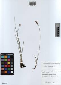 KUZ 002 379, Carex tomentosa L., Siberia, Altai & Sayany Mountains (S2) (Russia)