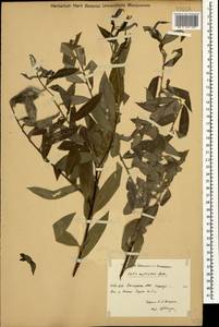 Salix excelsa J.F.Gmel., Caucasus, Dagestan (K2) (Russia)