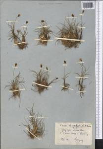 Carex stenophylla subsp. stenophylloides (V.I.Krecz.) T.V.Egorova, Middle Asia, Kopet Dag, Badkhyz, Small & Great Balkhan (M1) (Turkmenistan)