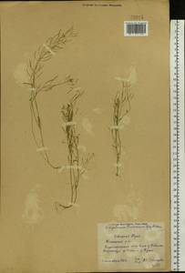 Arabidopsis thaliana (L.) Heynh., Eastern Europe, Northern region (E1) (Russia)