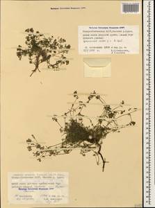 Cynanchica cristata (Sommier & Levier) P.Caputo & Del Guacchio, Caucasus, North Ossetia, Ingushetia & Chechnya (K1c) (Russia)