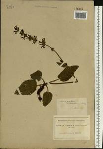 Salvia pratensis L., Eastern Europe, South Ukrainian region (E12) (Ukraine)