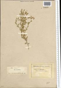 Lepidium cordatum Willd. ex DC., Middle Asia, Muyunkumy, Balkhash & Betpak-Dala (M9) (Kazakhstan)