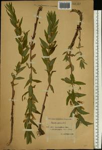 Gratiola officinalis L., Eastern Europe, Western region (E3) (Russia)