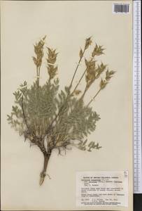 Oxytropis campestris var. gracilis (A.Nelson)Barneby, America (AMER) (Canada)