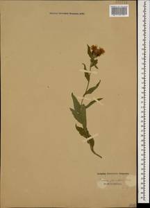 Centaurea phrygia subsp. salicifolia (M. Bieb. ex Willd.) Mikheev, Caucasus (no precise locality) (K0)