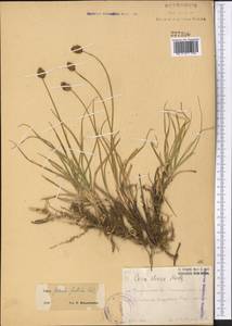 Carex pseudofoetida Kük., Middle Asia, Western Tian Shan & Karatau (M3) (Kazakhstan)