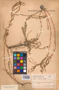 Bassia prostrata (L.) Beck, Middle Asia, Caspian Ustyurt & Northern Aralia (M8) (Kazakhstan)