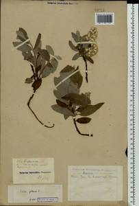 Salix glauca L., Eastern Europe, Eastern region (E10) (Russia)