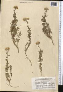 Achillea wilhelmsii K. Koch, Middle Asia, Pamir & Pamiro-Alai (M2) (Uzbekistan)