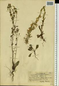 Campanula sibirica L., Siberia, Altai & Sayany Mountains (S2) (Russia)