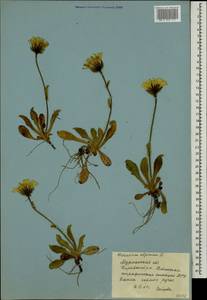 Hieracium alpinum L., Eastern Europe, Northern region (E1) (Russia)