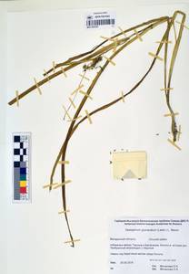 MAG 0003267, Sparganium glomeratum (Laest. ex Beurl.) Beurl., Siberia, Chukotka & Kamchatka (S7) (Russia)