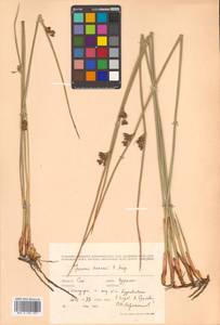 Juncus haenkei E. Mey., Siberia, Russian Far East (S6) (Russia)