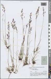 Agrostis, Siberia, Altai & Sayany Mountains (S2) (Russia)