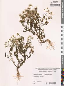 Senecio dubitabilis C.Jeffrey & Y.L.Chen, Siberia, Chukotka & Kamchatka (S7) (Russia)