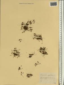 Limosella aquatica L., Eastern Europe, Central forest-and-steppe region (E6) (Russia)