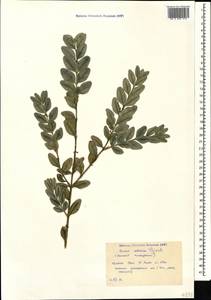 Buxus sempervirens L., Caucasus, Black Sea Shore (from Novorossiysk to Adler) (K3) (Russia)