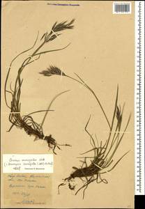 Bromus variegatus M.Bieb., Caucasus, Stavropol Krai, Karachay-Cherkessia & Kabardino-Balkaria (K1b) (Russia)