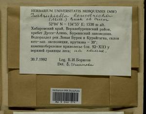 Iwatsukiella leucotricha (Mitt.) W.R. Buck & H.A. Crum, Bryophytes, Bryophytes - Russian Far East (excl. Chukotka & Kamchatka) (B20) (Russia)