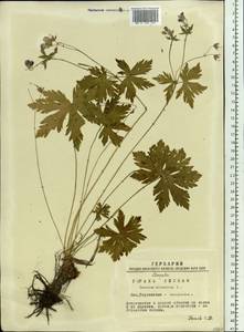 Geranium sylvaticum L., Siberia, Western Siberia (S1) (Russia)