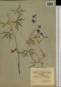 Delphinium cheilanthum Fisch. ex DC., Siberia, Yakutia (S5) (Russia)