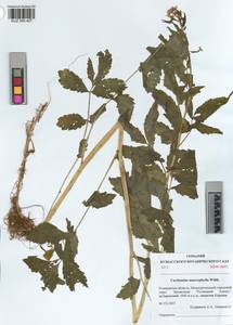 KUZ 005 427, Cardamine macrophylla Willd., Siberia, Altai & Sayany Mountains (S2) (Russia)