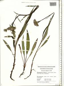 Saussurea alpina (L.) DC., Eastern Europe, Northern region (E1) (Russia)