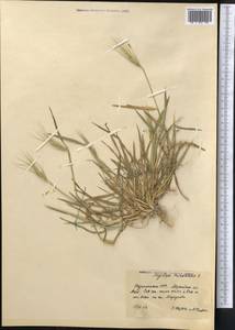 Aegilops triuncialis L., Middle Asia, Karakum (M6) (Turkmenistan)