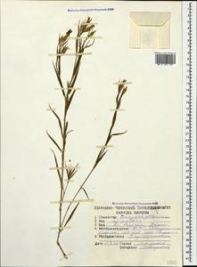 Dianthus fragrans Bieb., Caucasus, Stavropol Krai, Karachay-Cherkessia & Kabardino-Balkaria (K1b) (Russia)