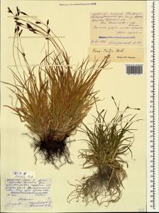 Carex tristis M.Bieb., Caucasus, North Ossetia, Ingushetia & Chechnya (K1c) (Russia)