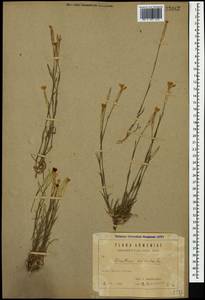 Dianthus crinitus Sm., Caucasus, Armenia (K5) (Armenia)