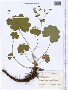 Alchemilla conglobata H. Lindb., Eastern Europe, Middle Volga region (E8) (Russia)