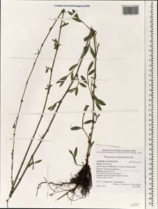 Polygonum equisetiforme Sm., South Asia, South Asia (Asia outside ex-Soviet states and Mongolia) (ASIA) (Israel)