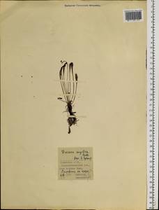 Drosera × anglica Huds., Siberia, Baikal & Transbaikal region (S4) (Russia)