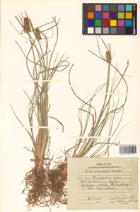 Carex neurocarpa Maxim., Siberia, Russian Far East (S6) (Russia)