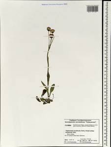 Tephroseris integrifolia subsp. tundricola (Tolm.) B. Nord., Siberia, Central Siberia (S3) (Russia)