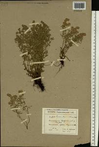 Thymus pannonicus All., Eastern Europe, North Ukrainian region (E11) (Ukraine)
