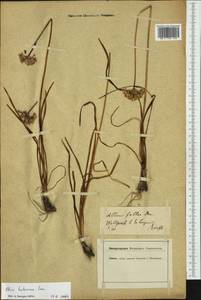 Allium lusitanicum Lam., Western Europe (EUR) (Germany)