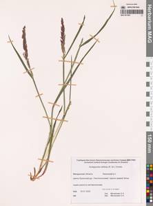 Arctagrostis latifolia (R.Br.) Griseb., Siberia, Chukotka & Kamchatka (S7) (Russia)