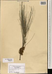 Casuarina equisetifolia L., South Asia, South Asia (Asia outside ex-Soviet states and Mongolia) (ASIA) (Syria)