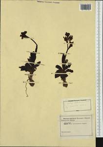 Ophrys tenthredinifera Willd., Western Europe (EUR) (Italy)