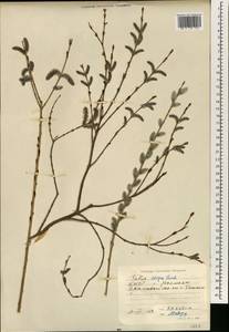 Salix integra Thunb., South Asia, South Asia (Asia outside ex-Soviet states and Mongolia) (ASIA) (North Korea)