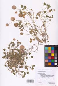 Trifolium fragiferum L., Eastern Europe, Central forest-and-steppe region (E6) (Russia)