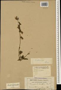 Campanula collina Sims, Caucasus, North Ossetia, Ingushetia & Chechnya (K1c) (Russia)